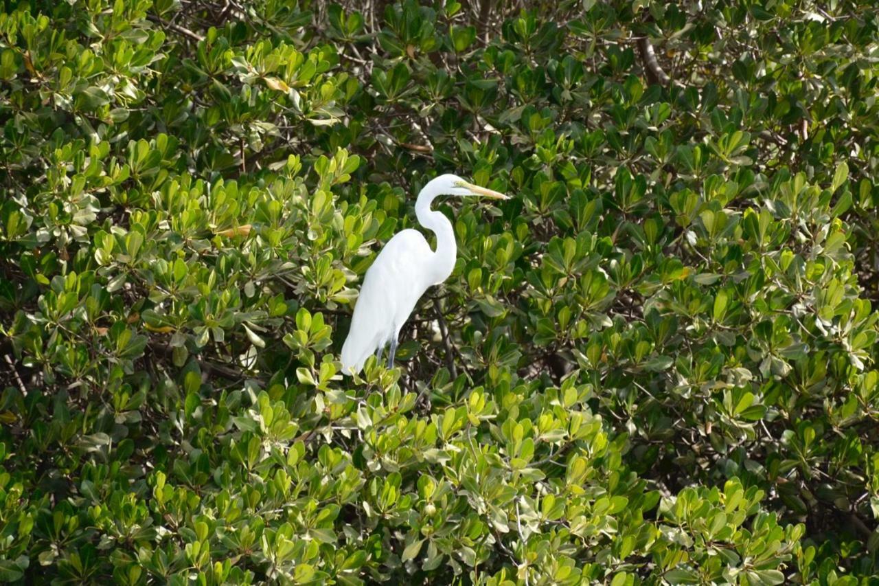 Sine-Saloum Le Pelican Du Saloum מראה חיצוני תמונה